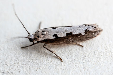 Bugloss Ermine (Ethmia bipunctella)