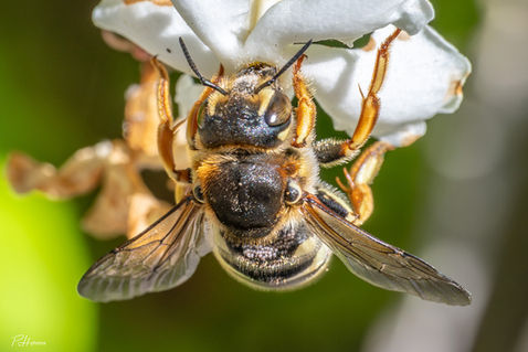 European Wool Carder Bee (Anthidium manicatum)