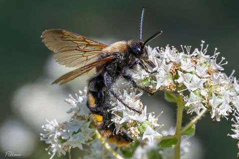 Mammoth Wasp (Megascolia maculata)