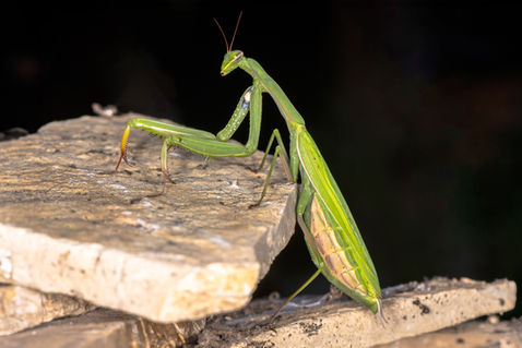 European Mantis (Mantis religiosa)