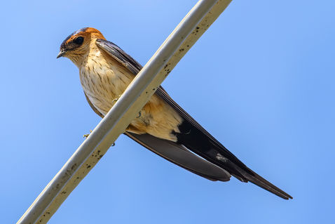 Red-rumped Swallow (Cecropis daurica)