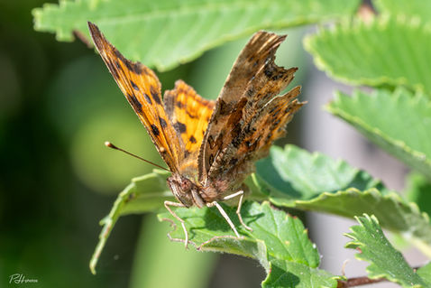 Comma (Polygonia c-album)
