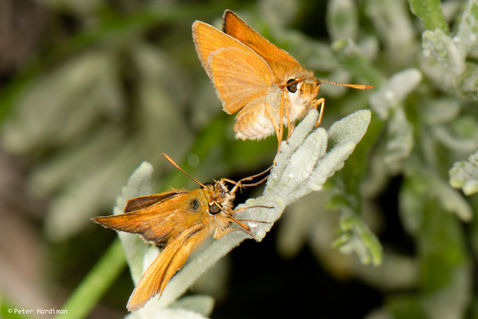 Small Skipper (Thymelicus sylvestris)