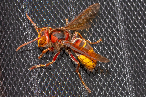 European Hornet (Vespa crabro)