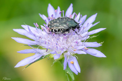 Mediterranean Spotted Chafer (Oxythyrea funesta)