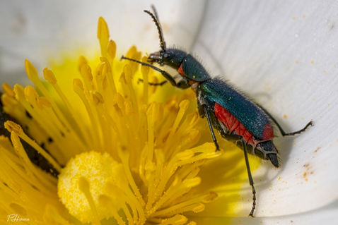 Malachite Beetle (Malachius bipustulatus)