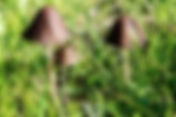 Parasola (Parasola sp.)