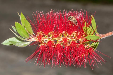 Bottlebrush (Callistemon sp.)