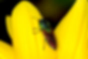 Jewel Beetle (Anthaxia croesus)