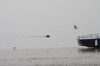 A seal cruising past the Anne Marie
