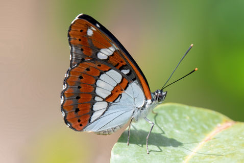 Southern White Admiral (Limenitis reducta)