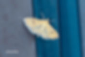 Golden Pearl (Anania verbascalis)