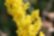 Lady's Bedstraw (Galium verum)