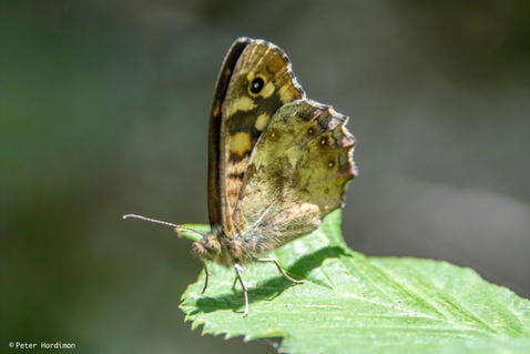 Speckled Wood (Pararge aegeria)