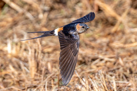Red-rumped Swallow (Cecropis daurica)
