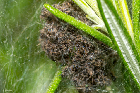 Nursery-web Spider (Pisaura mirabilis)