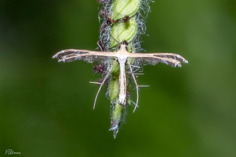 Common Plume (Emmelina monodactyla)