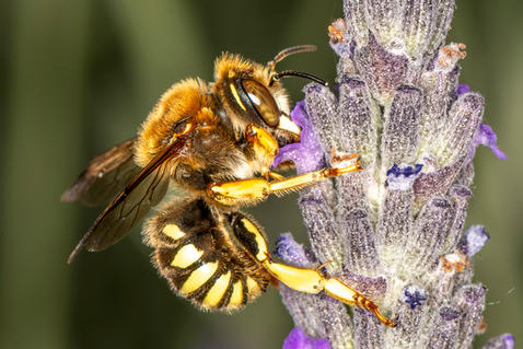 European Wool Carder Bee (Anthidium manicatum)