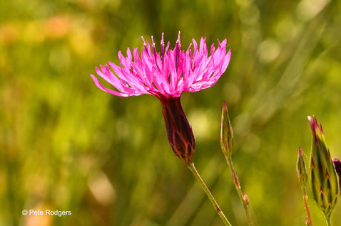 False Saw Wort (Crupina crupinastrum)