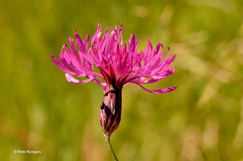 False Saw Wort (Crupina crupinastrum)
