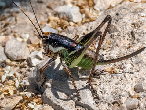 Schmidt's Marbled Bush-cricket (Eupholidoptera schmidti)