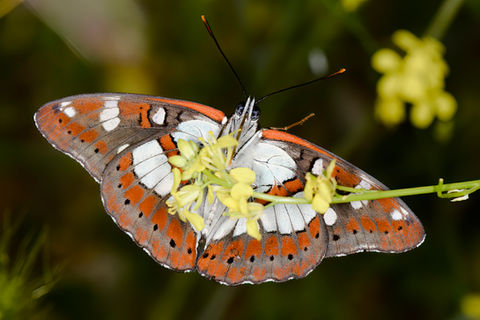 Southern White Admiral (Limenitis reducta)