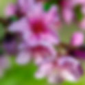 Peach (Prunus persica)