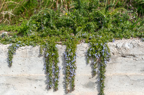 Rosemary (Salvia rosmarinus)