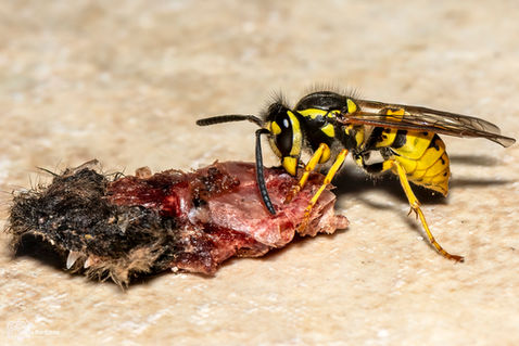European Wasp (Vespula germanica)
