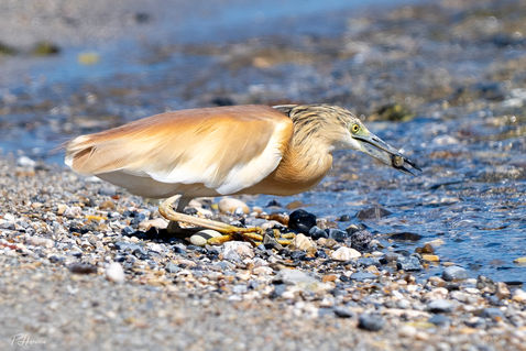 Squacco Heron (Ardeola ralloides)