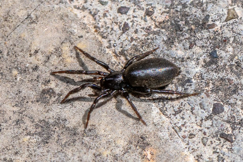 Ground Spider (Zelotes sp.)