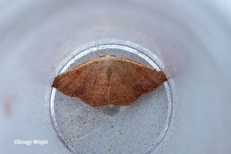 Blair's Mocha (Cyclophora puppillaria)