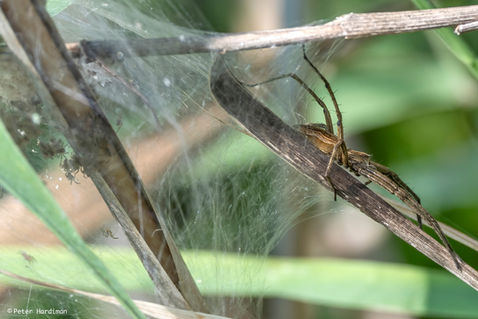 Nursery-web Spider (Pisaura mirabilis)