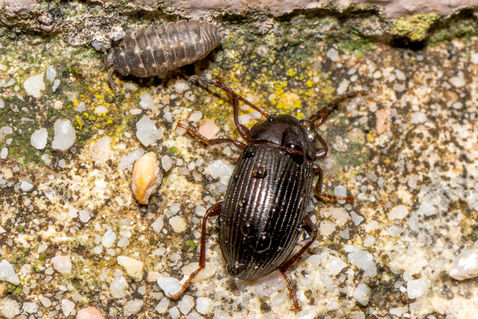 Common Darkling Beetle (Nalassus laevioctostriatus)