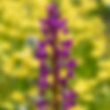 Loose-flowered Orchid (Anacamptis laxiflora)
