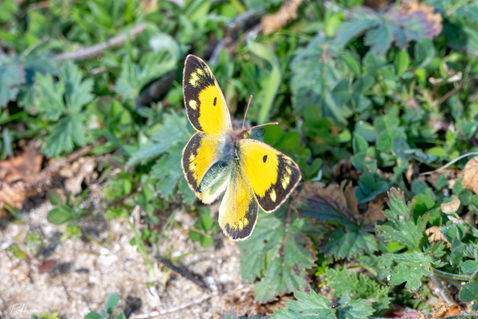 Clouded Yellow (Colias croceus)