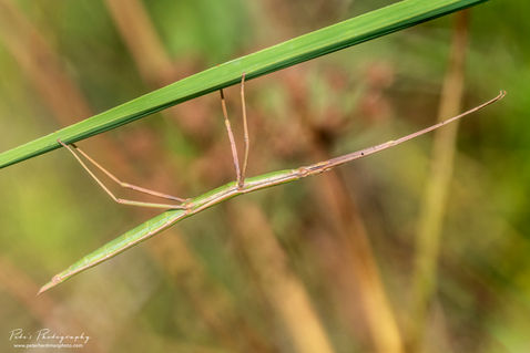 Phasmid/Walking Stick (Bacillus atticus atticus)