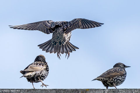 Common Starling (Sturnus vulgaris)