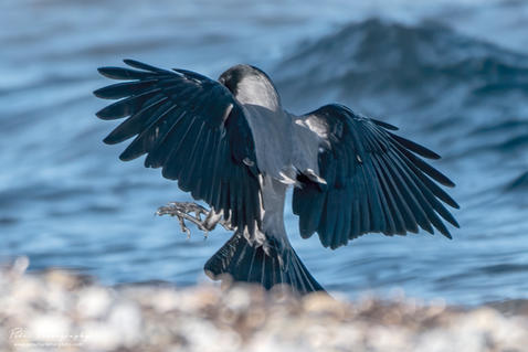 Hooded Crow (Corvus cornix)
