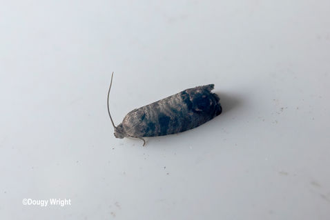 Codling Moth (Cydia pomonella)