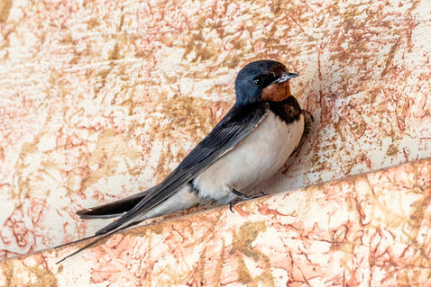 Barn Swallow (Hirundo rustica)