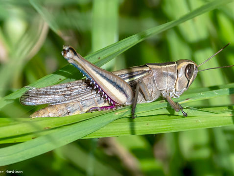 Lamenting Grasshopper (Eyprepocnemis plorans)