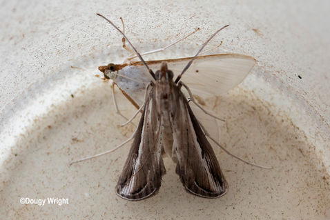 Crambid Moth (Euclasta splendidalis)