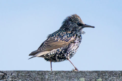 Common Starling (Sturnus vulgaris)