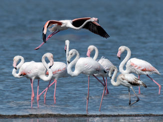 Greater Flamingo (Phoenicopterus roseus)