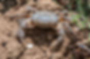 Freshwater Crab (Potamon fluviatile)