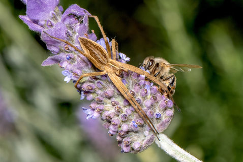 Nursery-web Spider (Pisaura mirabilis)