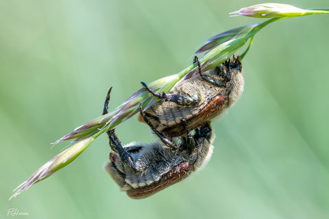 Scarab Beetle (Chaetopteroplia segetum)
