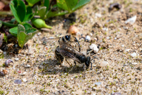 Mining Bee (Andrena sp.)