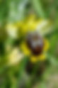Bee-orchid (Ophrys sicula)